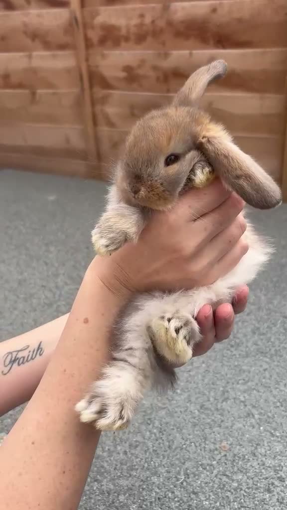 French Lop rabbits for sale: French Lops Buns  - Video 2