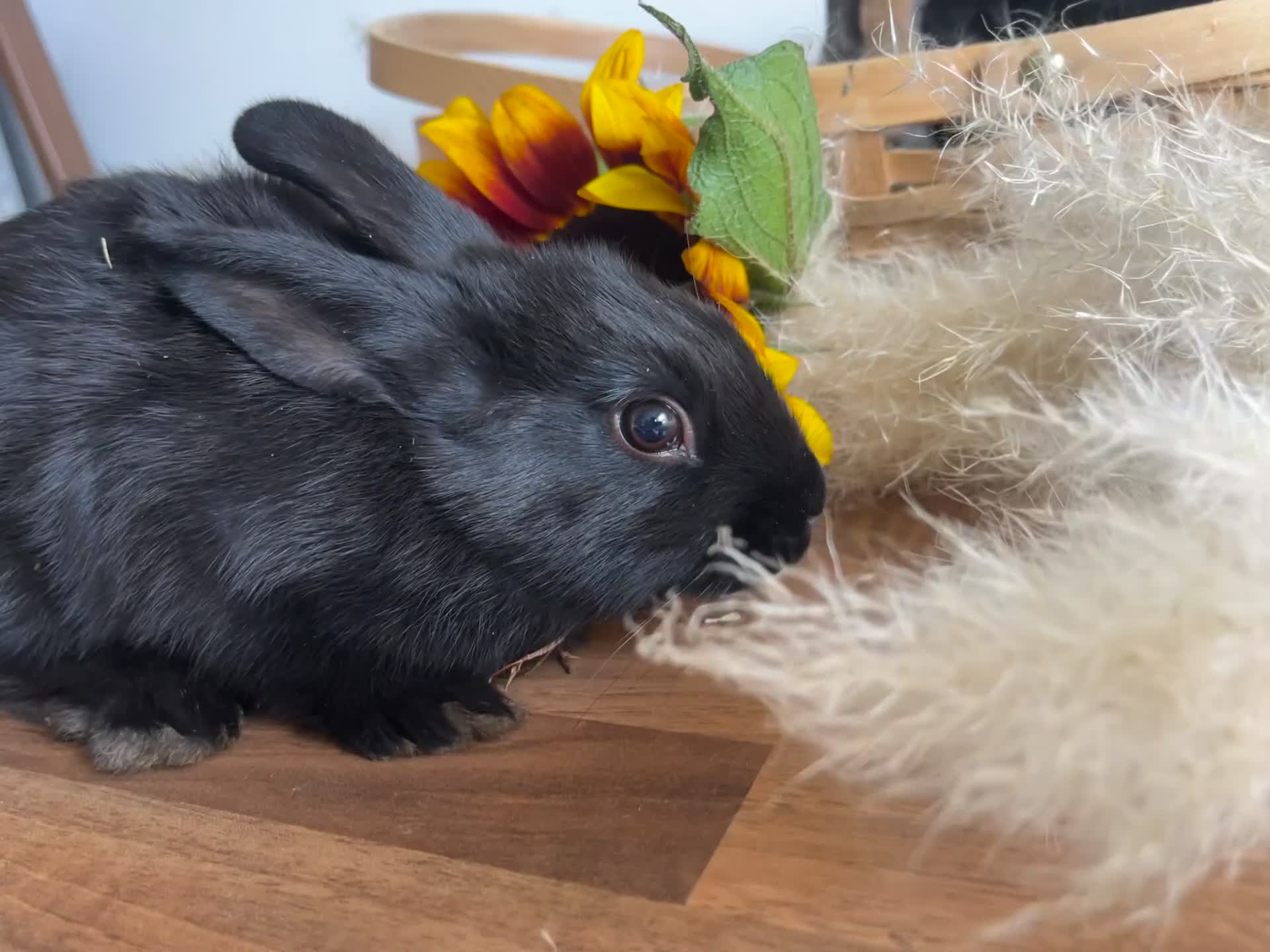 Mixed Breed rabbits for sale: Mixed breed bunnies for sale £30 each - Video 1