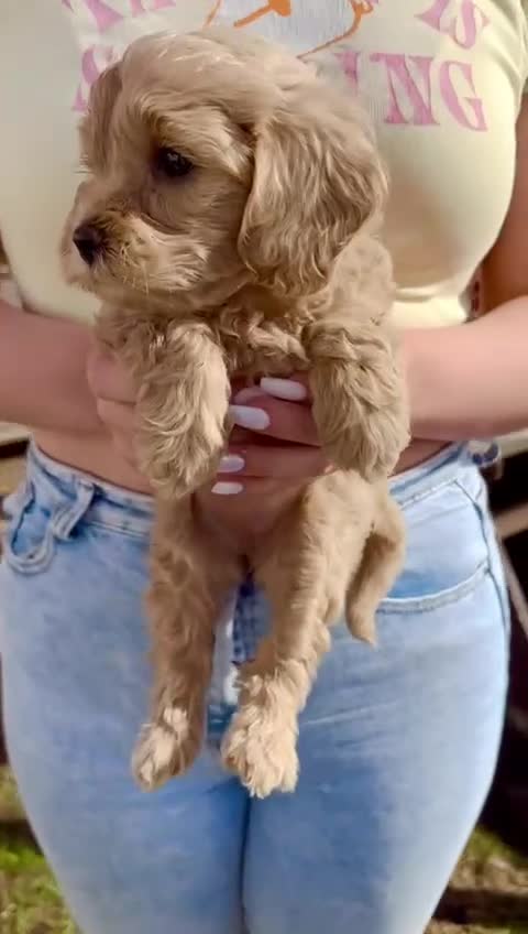 Cavapoo dogs for sale: The Cutest F1B Cavapoo Puppies For Sale! - Video 4