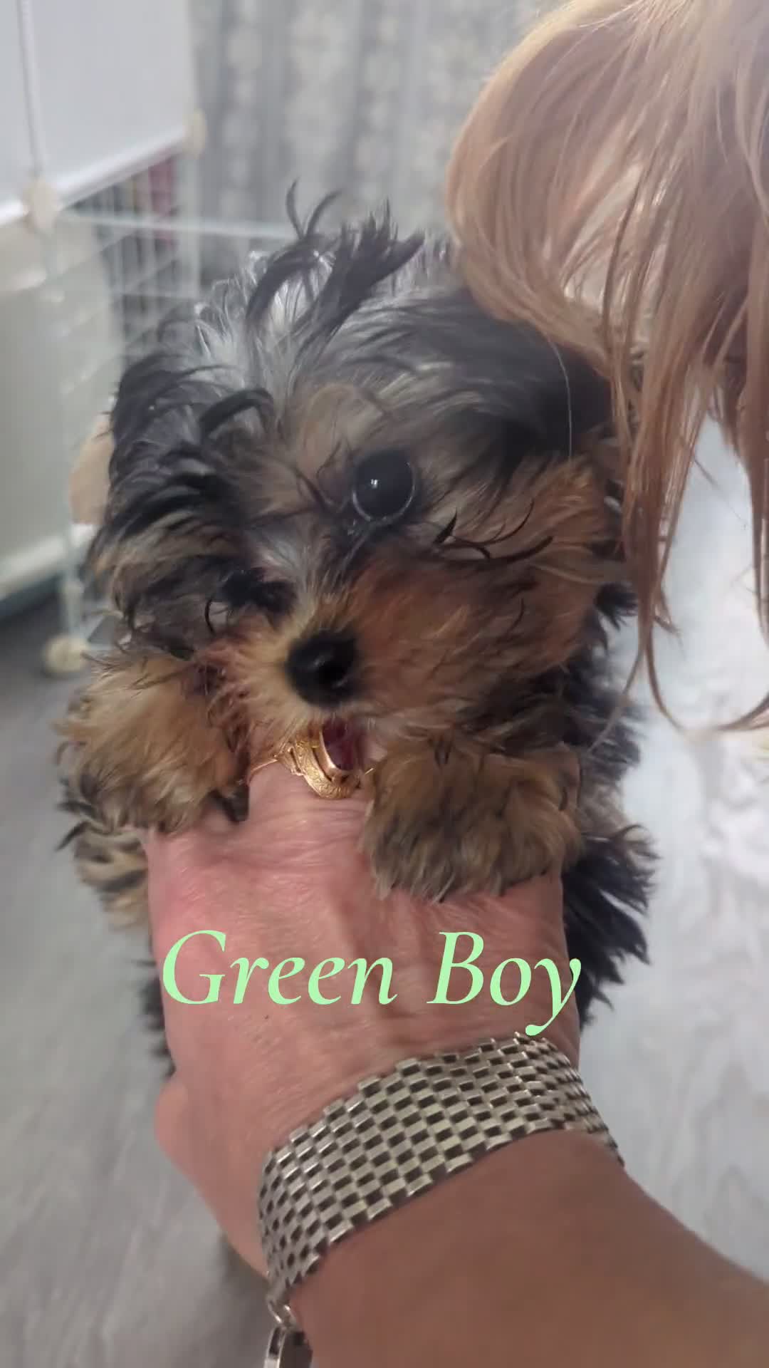 Yorkshire Terrier dogs for sale: 👉Yorkshire Terrier Pups–KC Lines, Health Checked - Video 1
