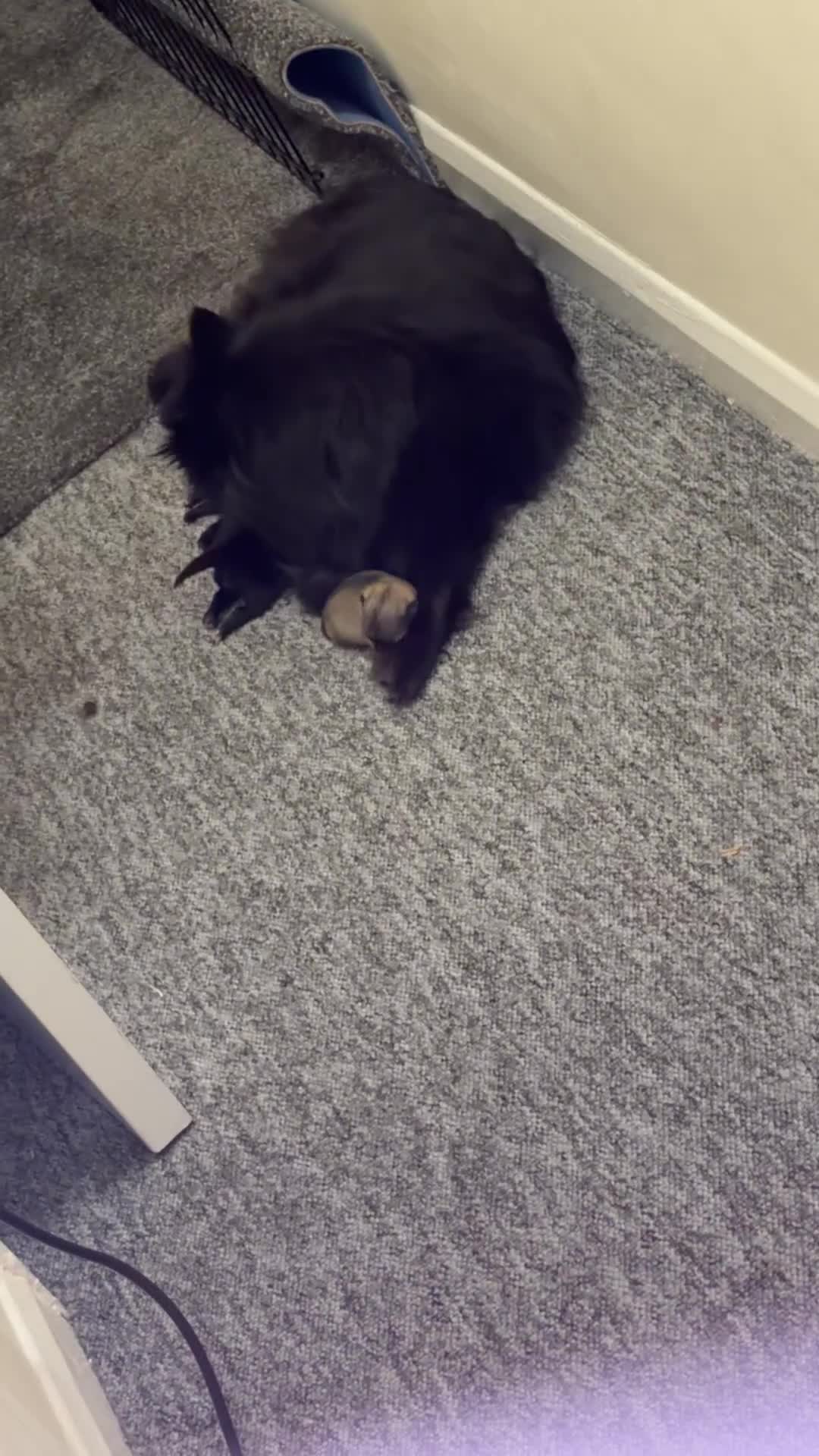 Pomeranian dogs for sale: Miniature Pomeranian  in Guildford - Video 3