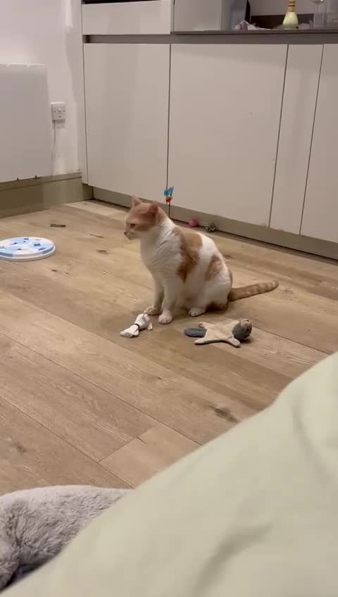 Mixed Breed cats for adoption: Cuddly, sweet Pico will bring you lots of joy <3 - Video 1