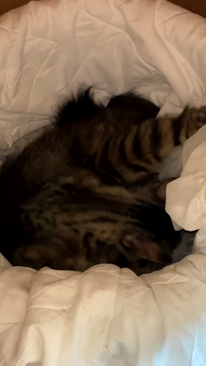Maine Coon cats for sale: 2 part Maine coon cats  - Video 1