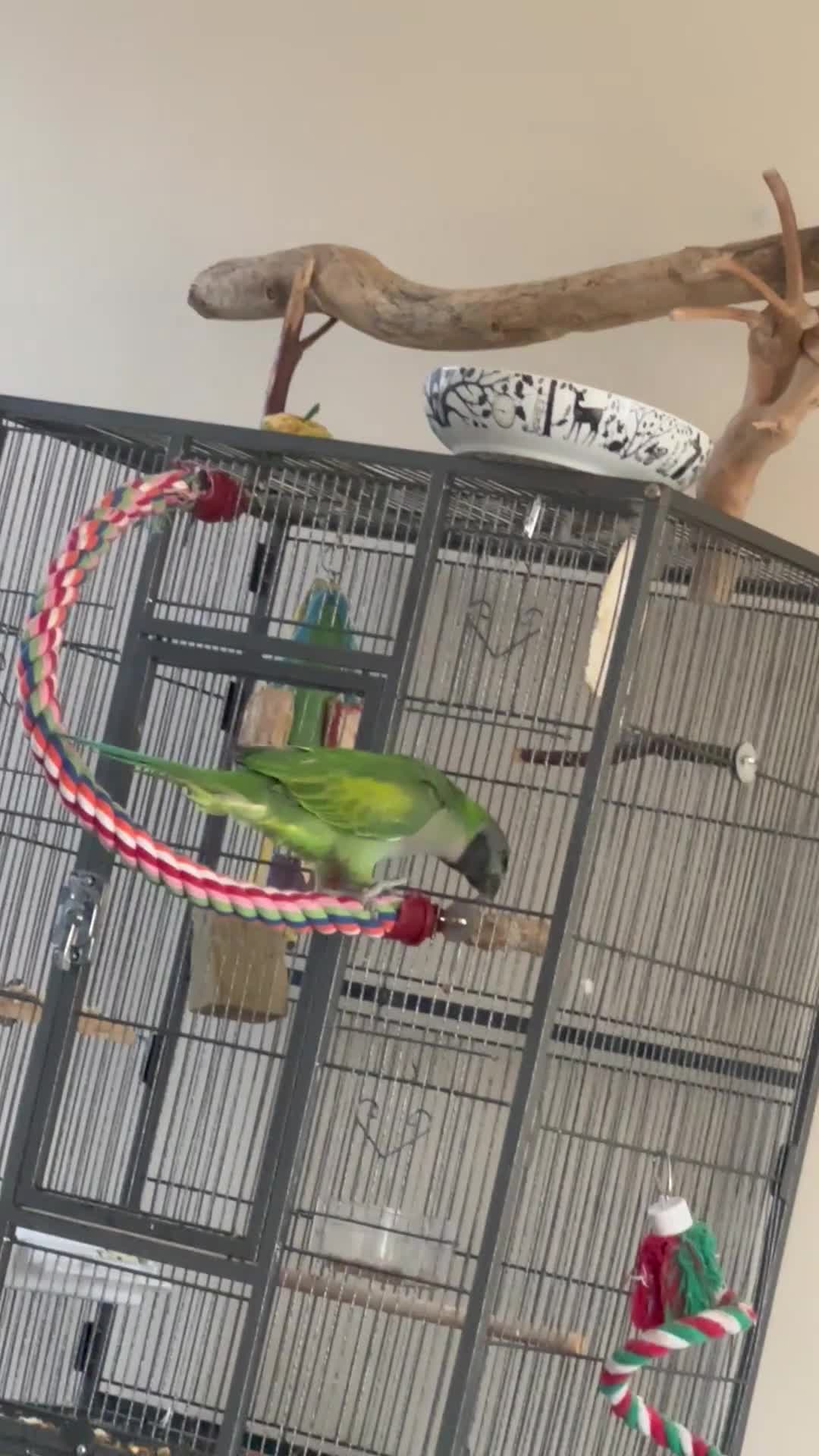 Parakeets birds for sale: Derby parrot - Video 1