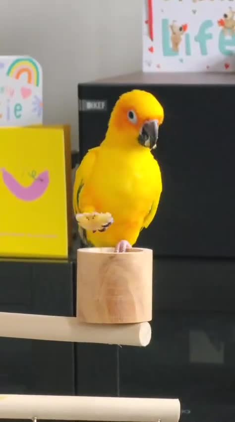 Conures birds for sale: Beautiful Sun Conure with Large Cage & Accessories - Video 2