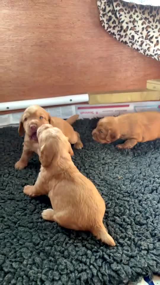 Cocker Spaniel dogs for sale: Kc reg golden Cocker puppies for sale - Video 1
