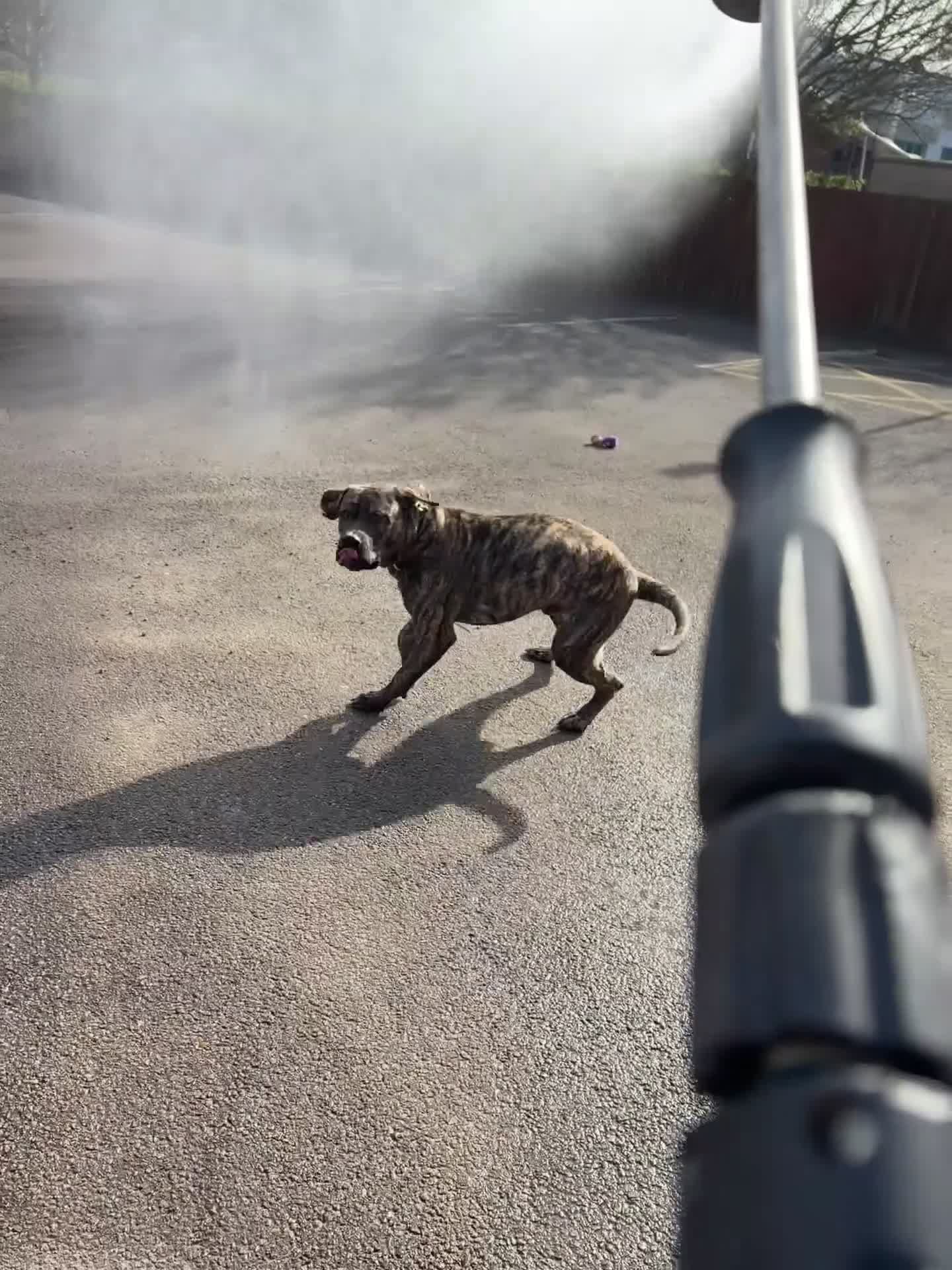 Cane Corso dogs for sale: Baxter in Haverhill - Video 2