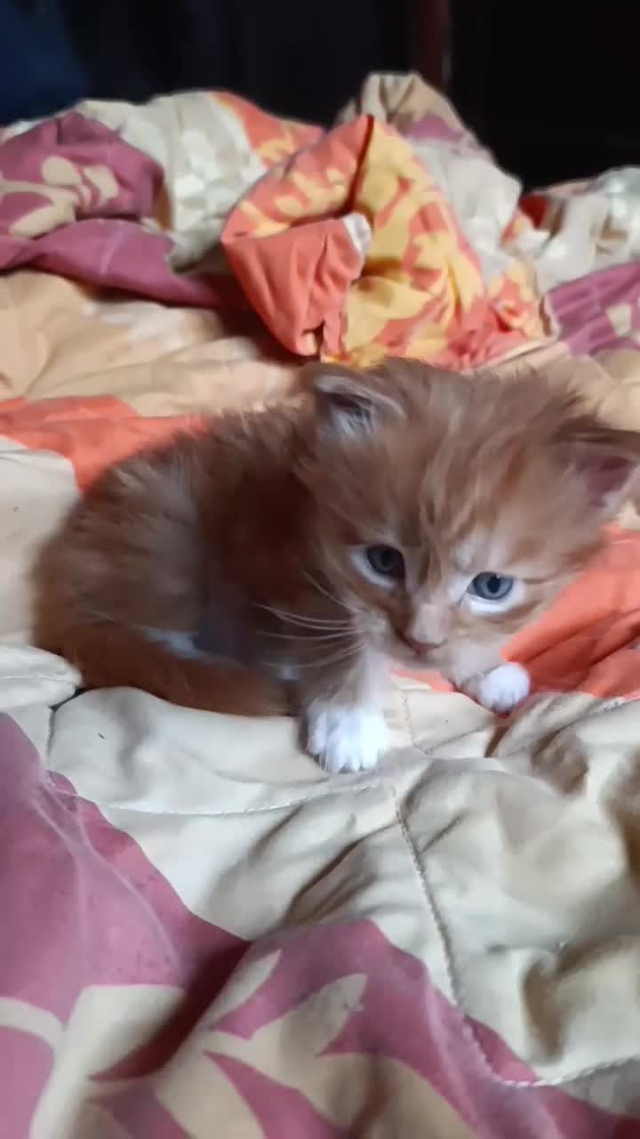 Maine Coon cats for sale: Maine Coon kitten Fire Red Marble Tabby and White - Video 2