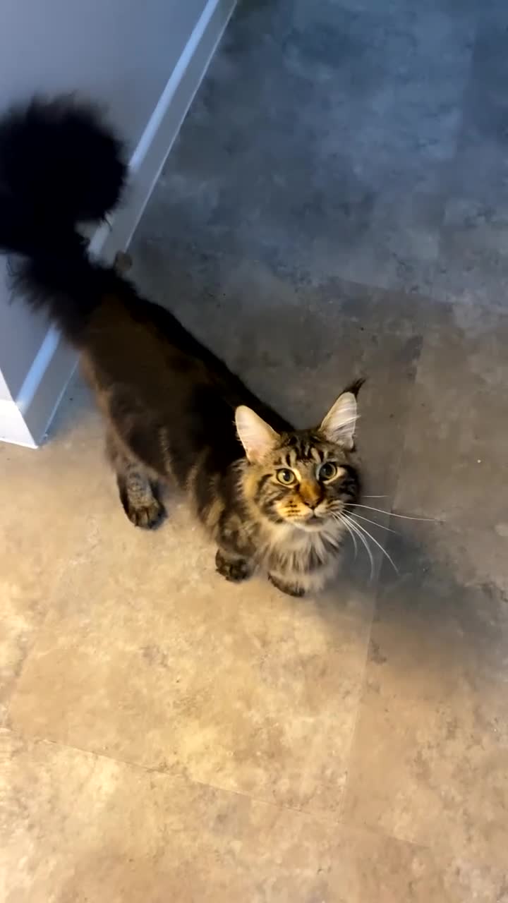 Maine Coon cats for sale: Beautiful male kitten - Video 1