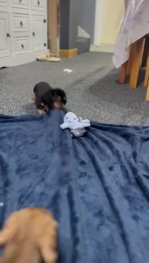 Miniature Dachshund dogs for sale: Cream Mini long hair Dachshunds - Video 4