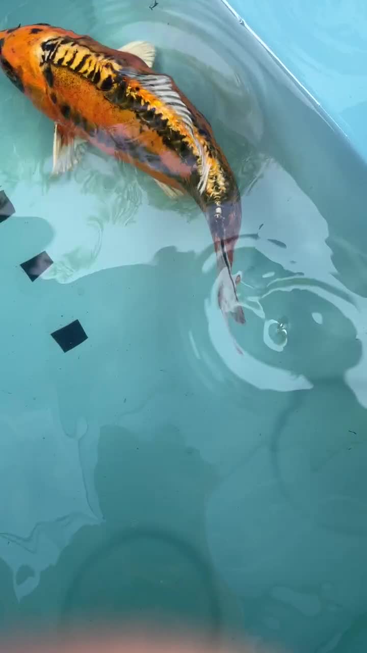 Koi Carp fish for sale: Koi Carp - Video 3