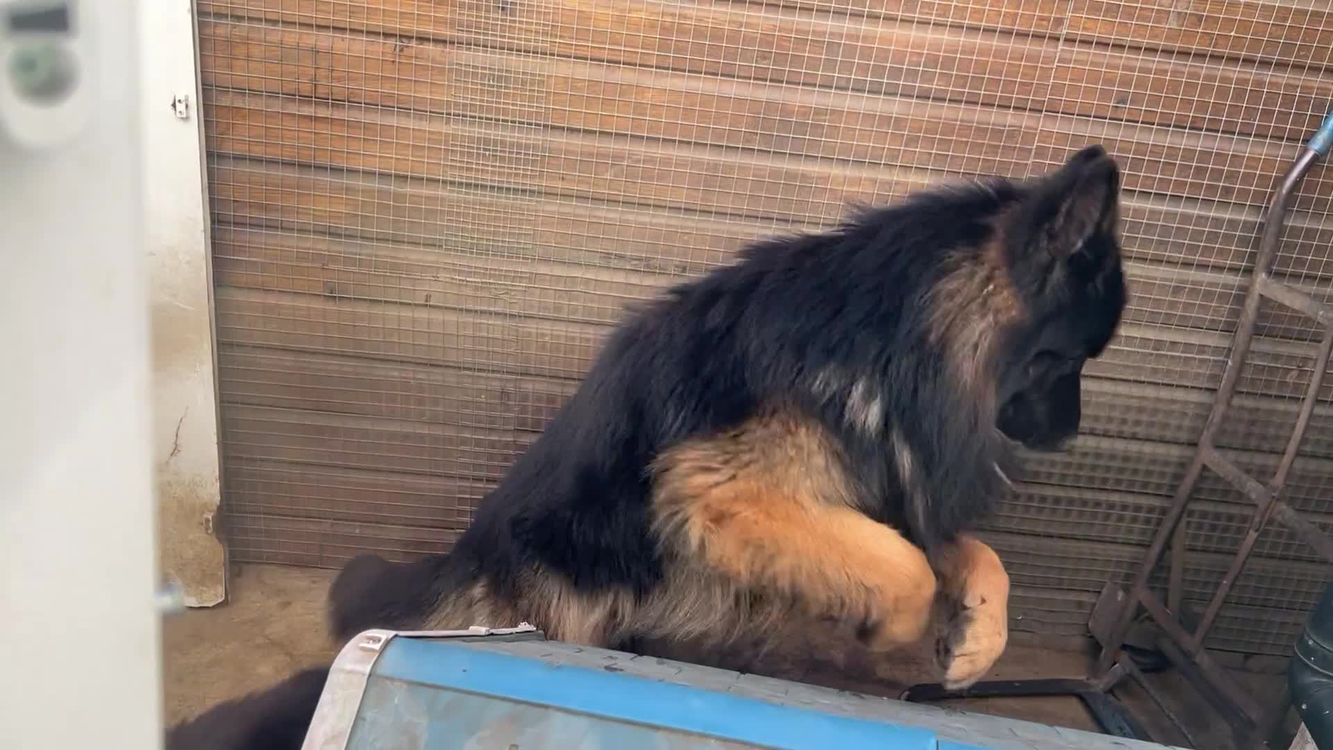 German Shepherd dogs for stud: German Shepherd Boy - Video 1