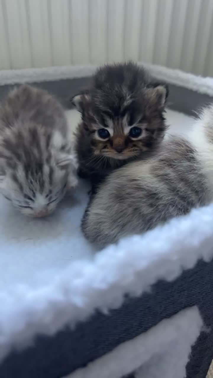 Persian cats for sale: Adorable Persian chinchilla mixed kittens  in Luton - Video 1