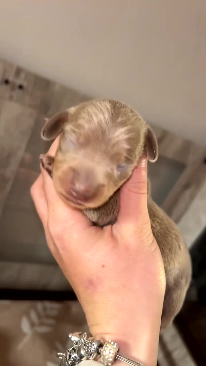 Miniature Dachshund dogs for sale: Miniature dachshund puppies for sale - Video 2