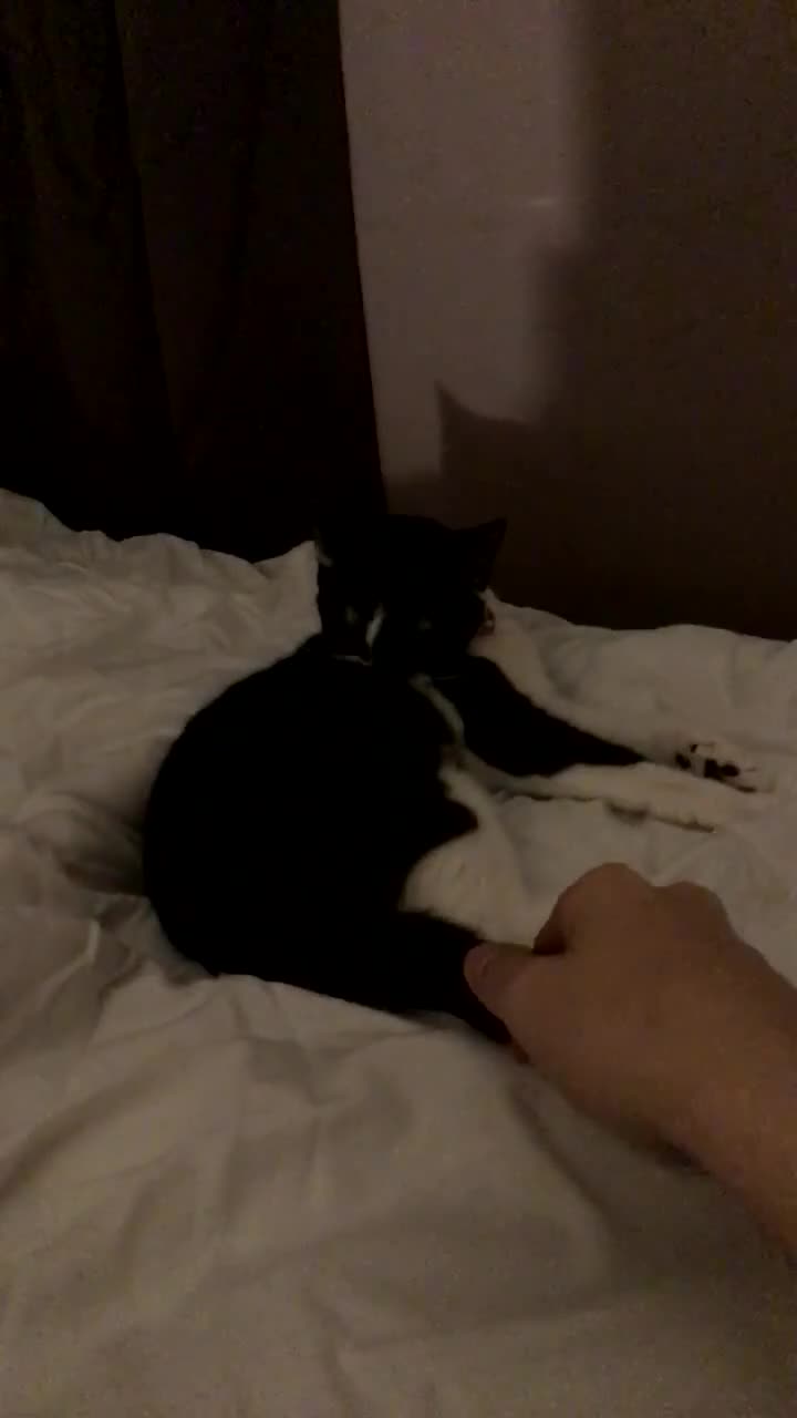 Tibetan cats for sale: Buffy - Video 1