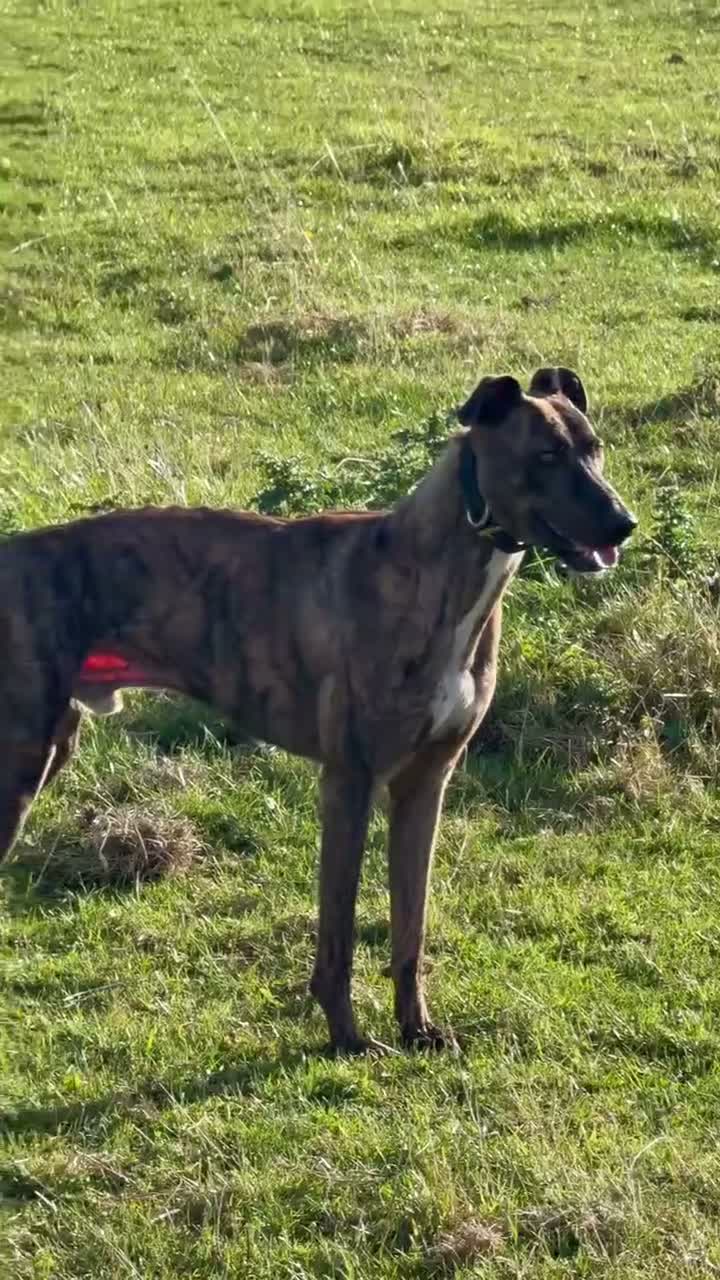 Lurcher dogs for sale: Cracking lurcher dog  - Video 1
