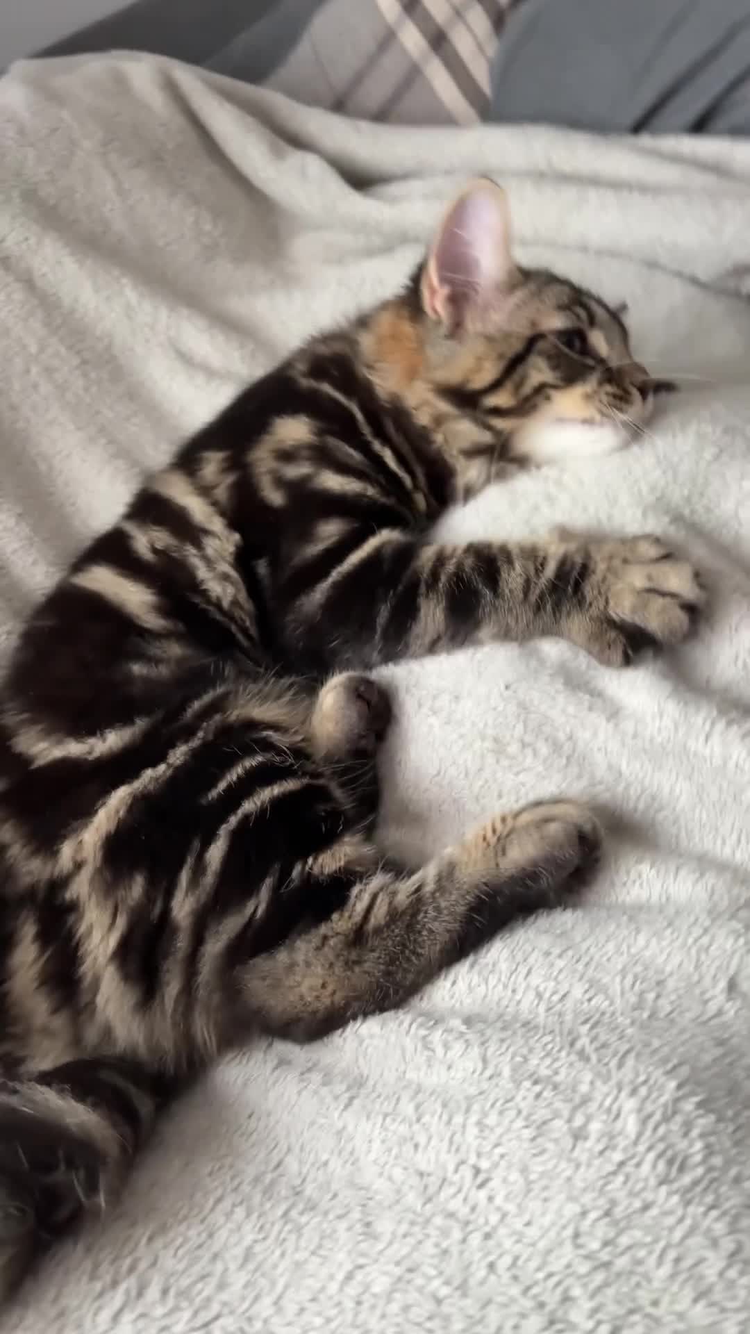 Domestic Shorthair cats for sale: kittens for sale❤️ - Video 2