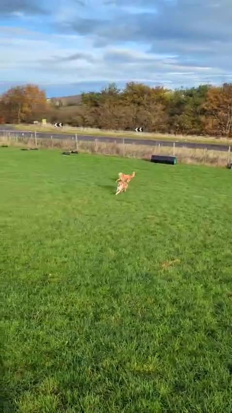 Mixed Breed dogs for adoption: Handsome Walter is looking for his forever home!  in Banchory - Video 2