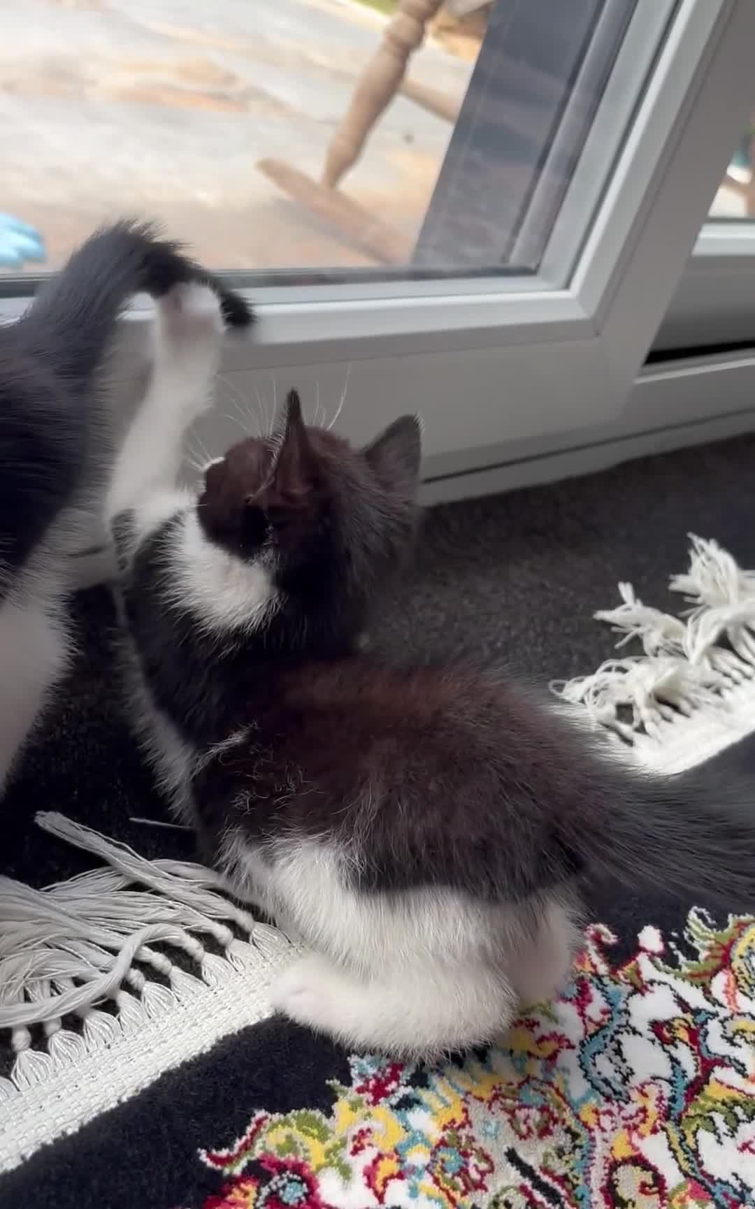 Domestic Shorthair cats for sale: Female Domestic shorthair black and white 8 weeks - Video 2