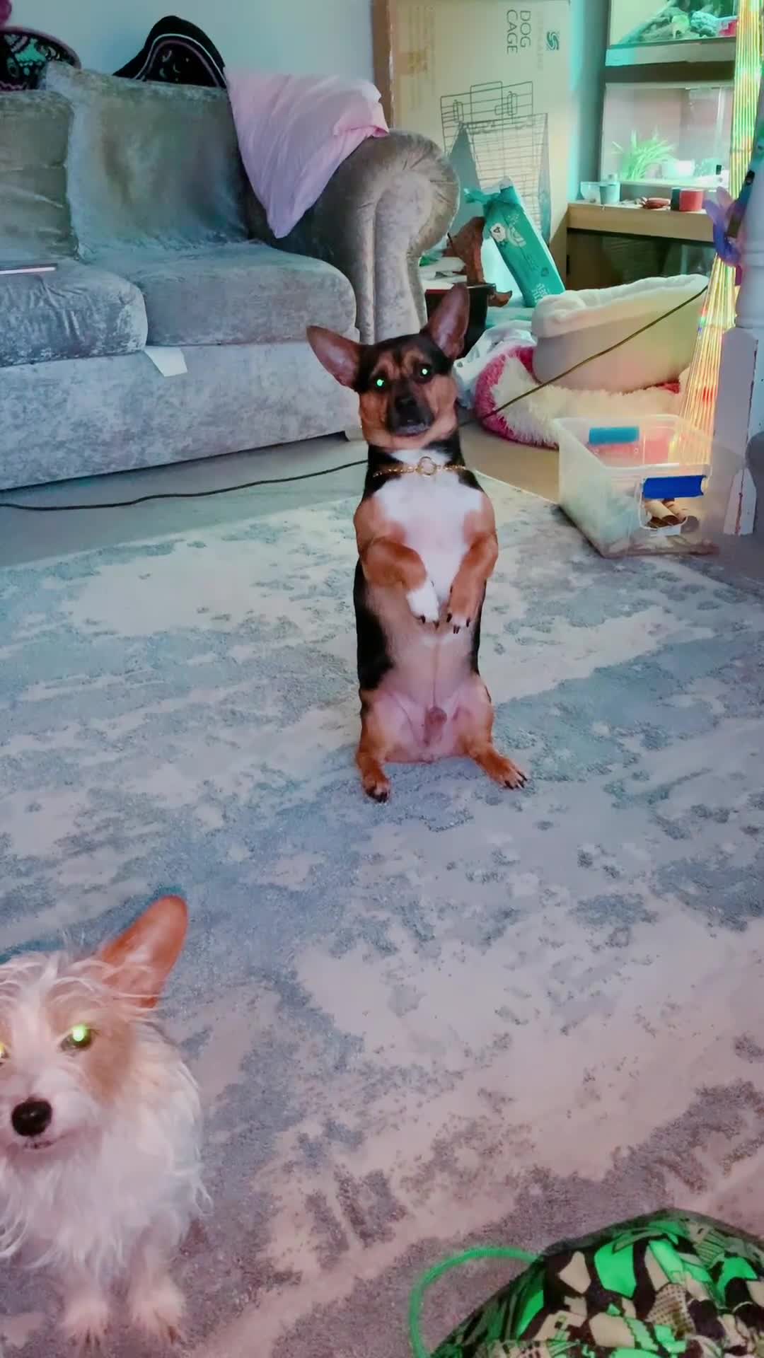 Mixed Breed dogs for sale: 5 year old JRT x Chihuahua for sale  - Video 1