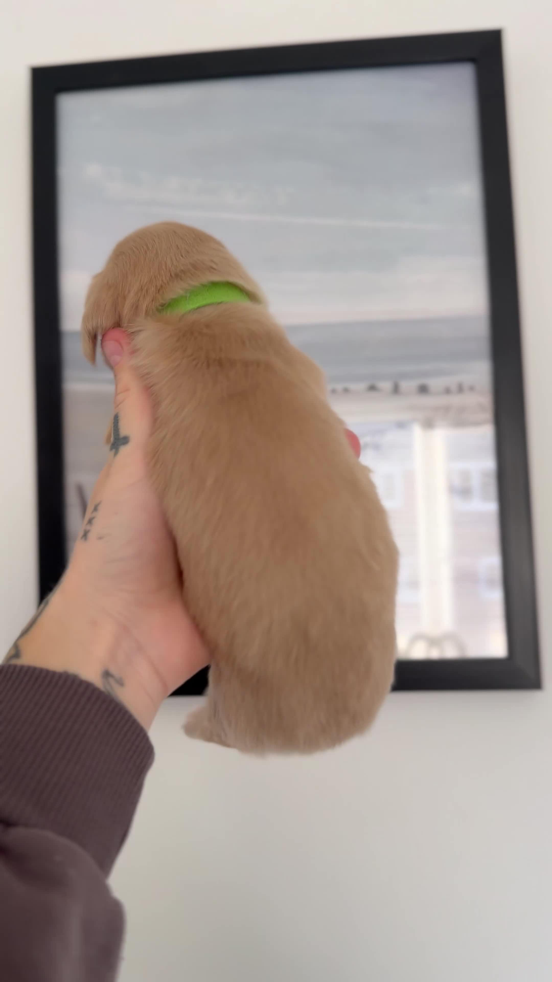 Miniature Dachshund dogs for sale: KC Reg Long haired intense cream mini dachshund  - Video 2
