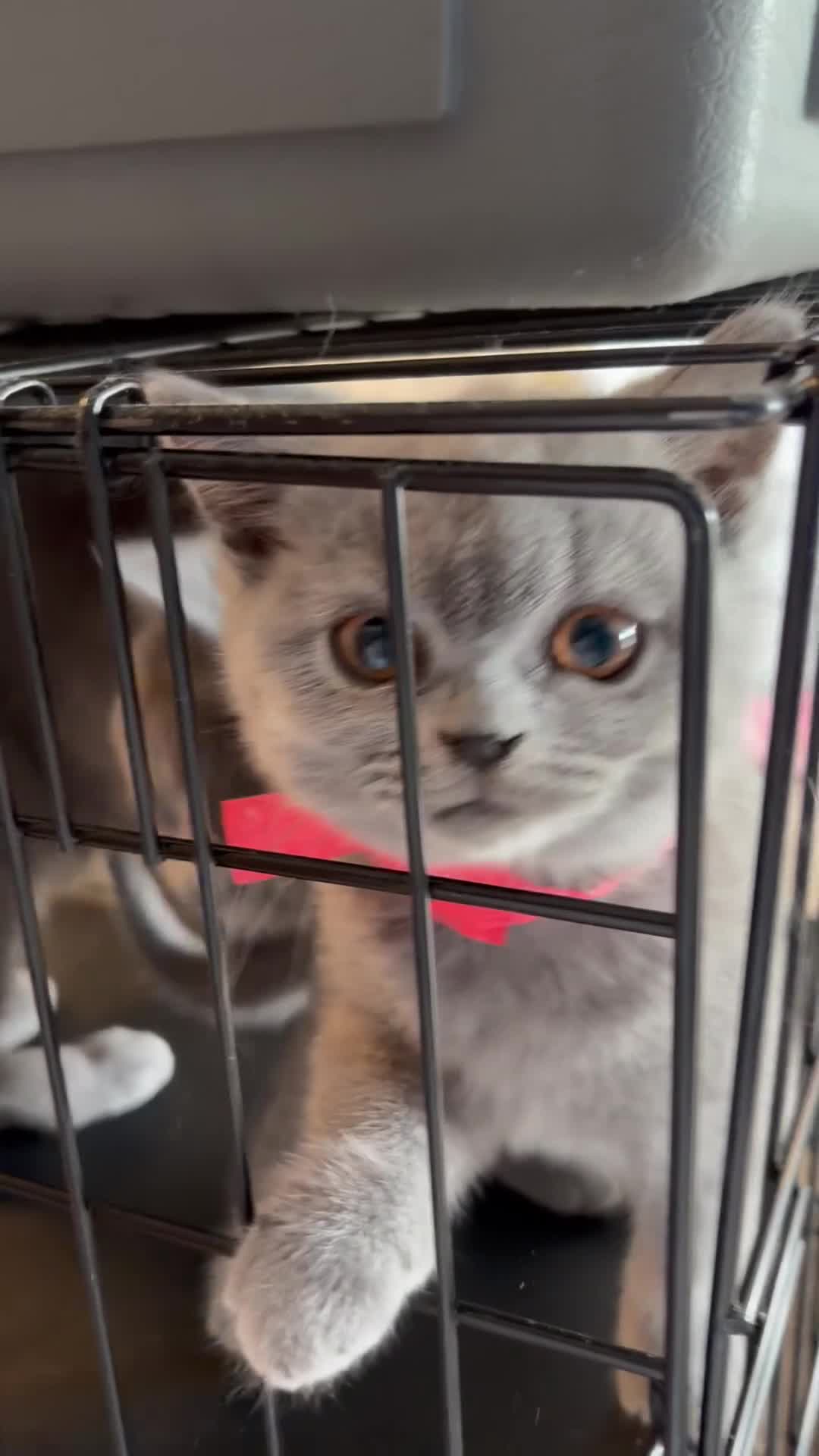 British Shorthair cats for sale: Pedigree Blue BSH kittens - Video 1