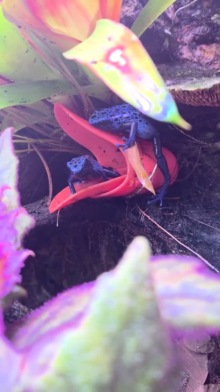 Frog reptiles for sale: Dendrobates tinctorius + full set up in Sheffield - Video 1