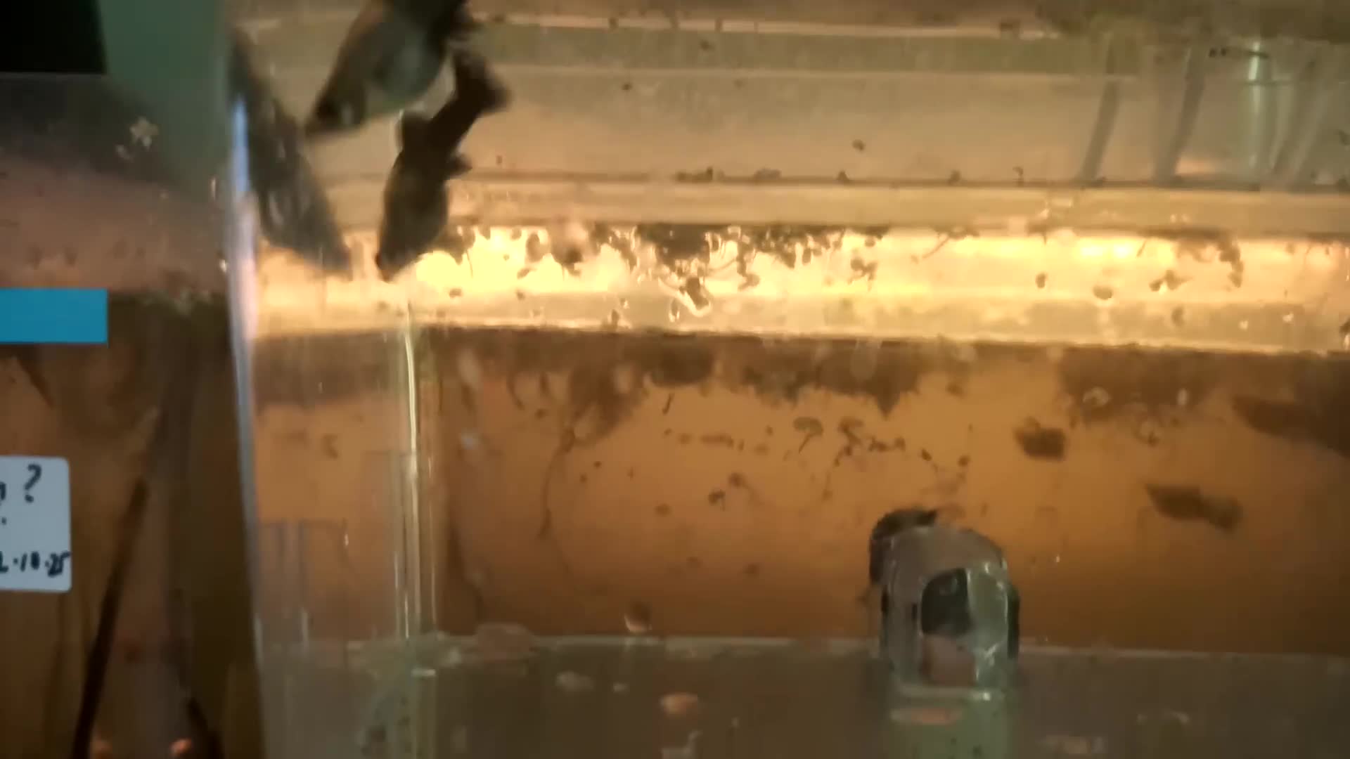 Live Bearers fish for sale: Mollies and guppies  - Video 2