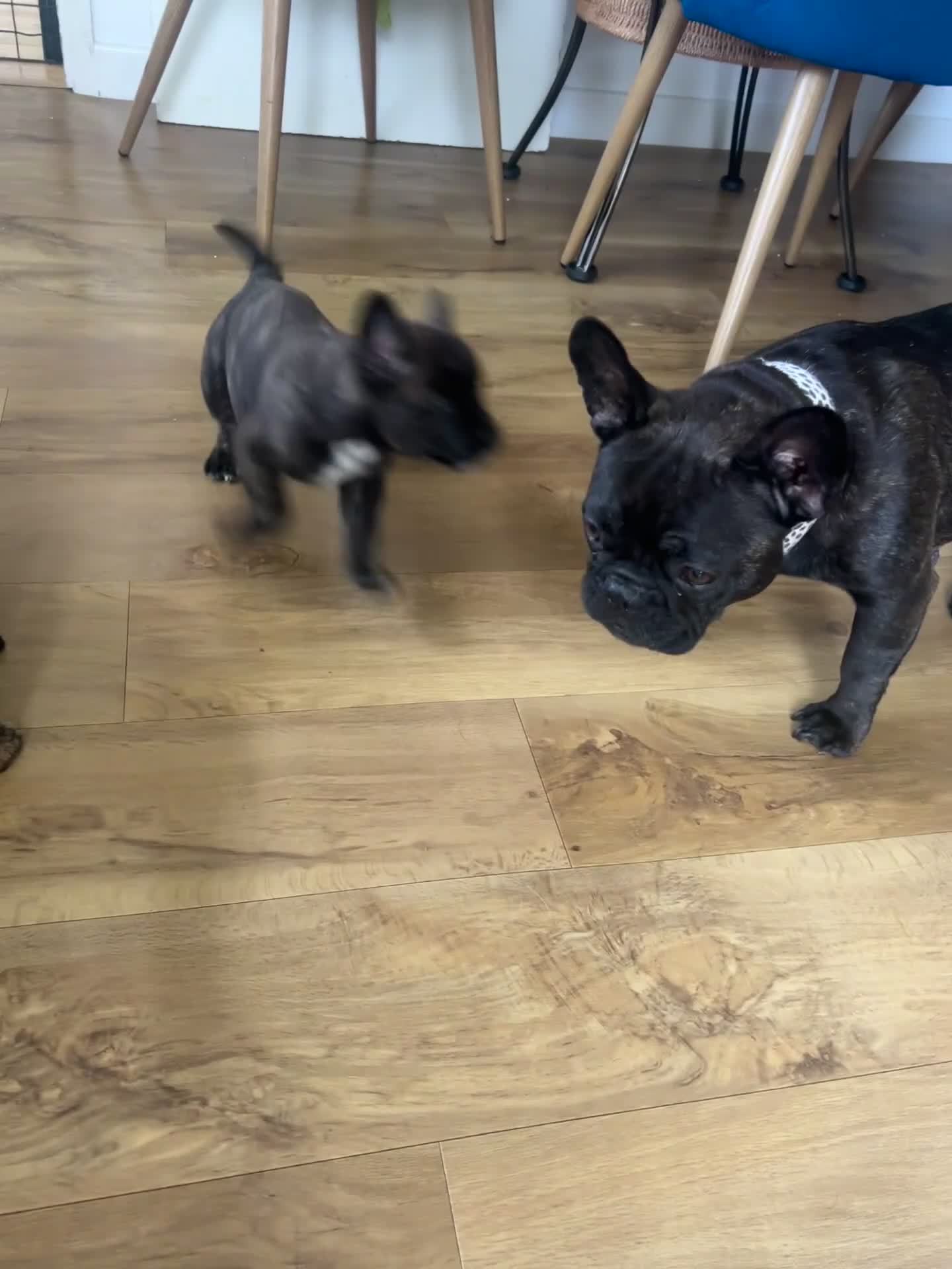 Mixed Breed dogs for sale: Follie (French bulldog / border collie) pups 4sale - Video 1