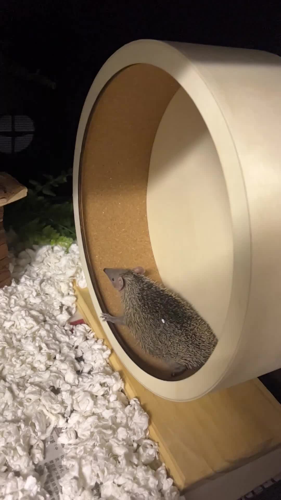 Pygmy Hedgehog rodents for sale: Male & Female Tenrecs with 4ft Vivarium Setup £400 - Video 2