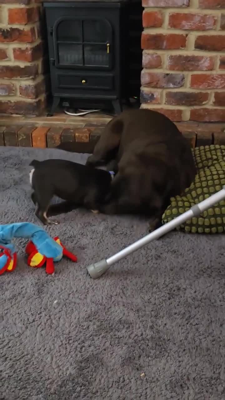 French Bulldog dogs for sale: Bitch Mini french bulldog - Video 1