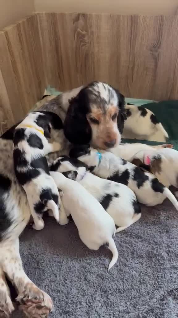 Cocker Spaniel dogs for sale: Gorgeous Cocker Spaniel Puppies - Video 1