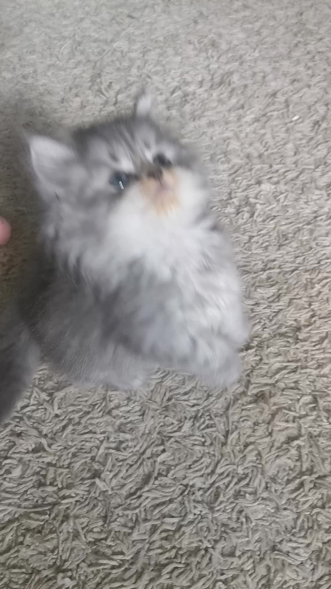 Persian cats for sale: Beautiful  silver shaded chinchilla Persian x bsh - Video 1