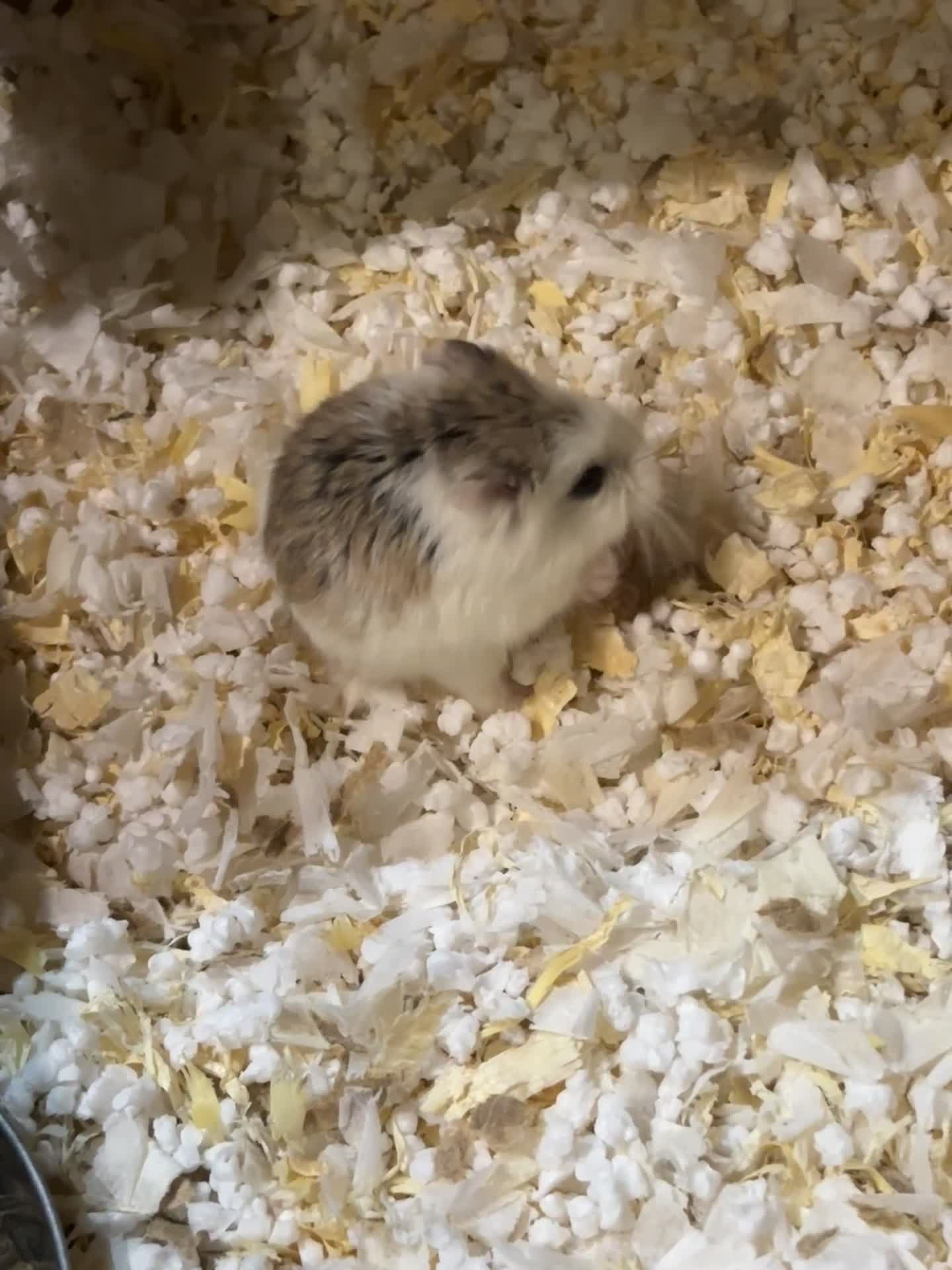 Hamster rodents for sale: 2 female Russian drawf for sale - Video 2