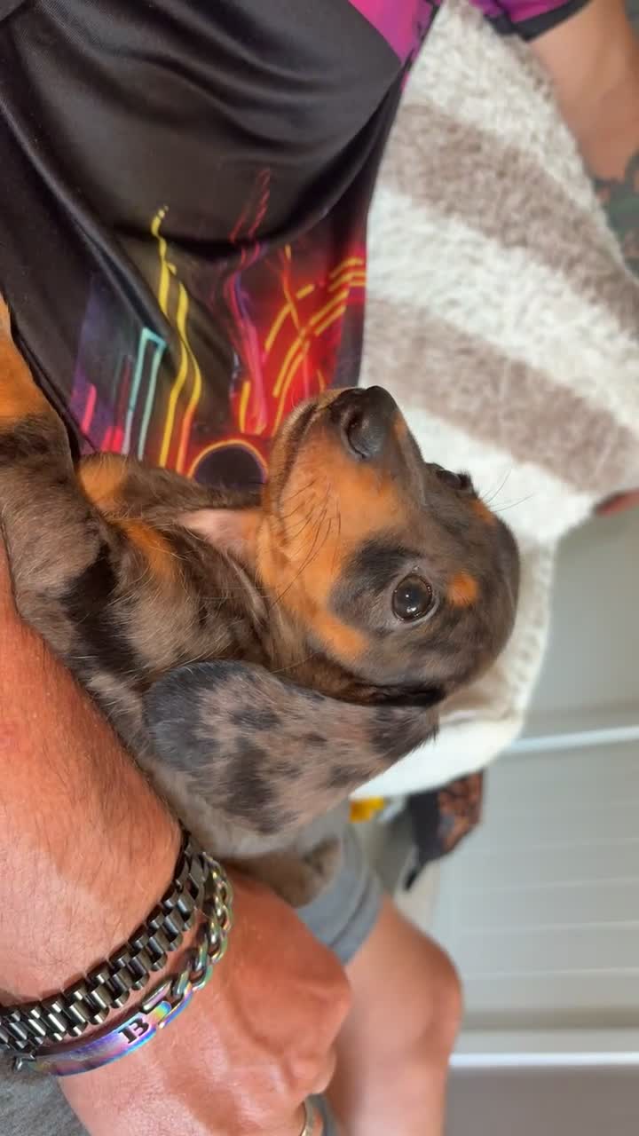 Miniature Dachshund dogs for sale: 2Mini Dachshunds ready for forever homes 🏡 - Video 1