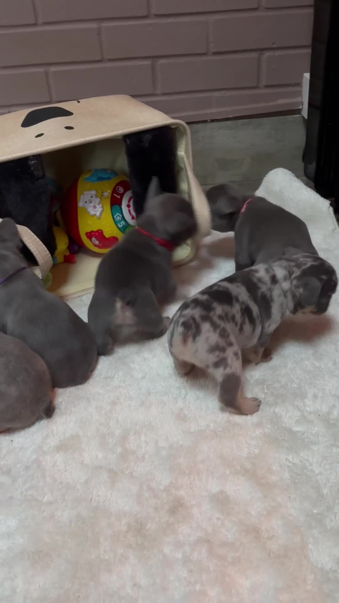French Bulldog dogs for sale: Beautiful Frenchie Babies Seeking Forever Families - Video 2