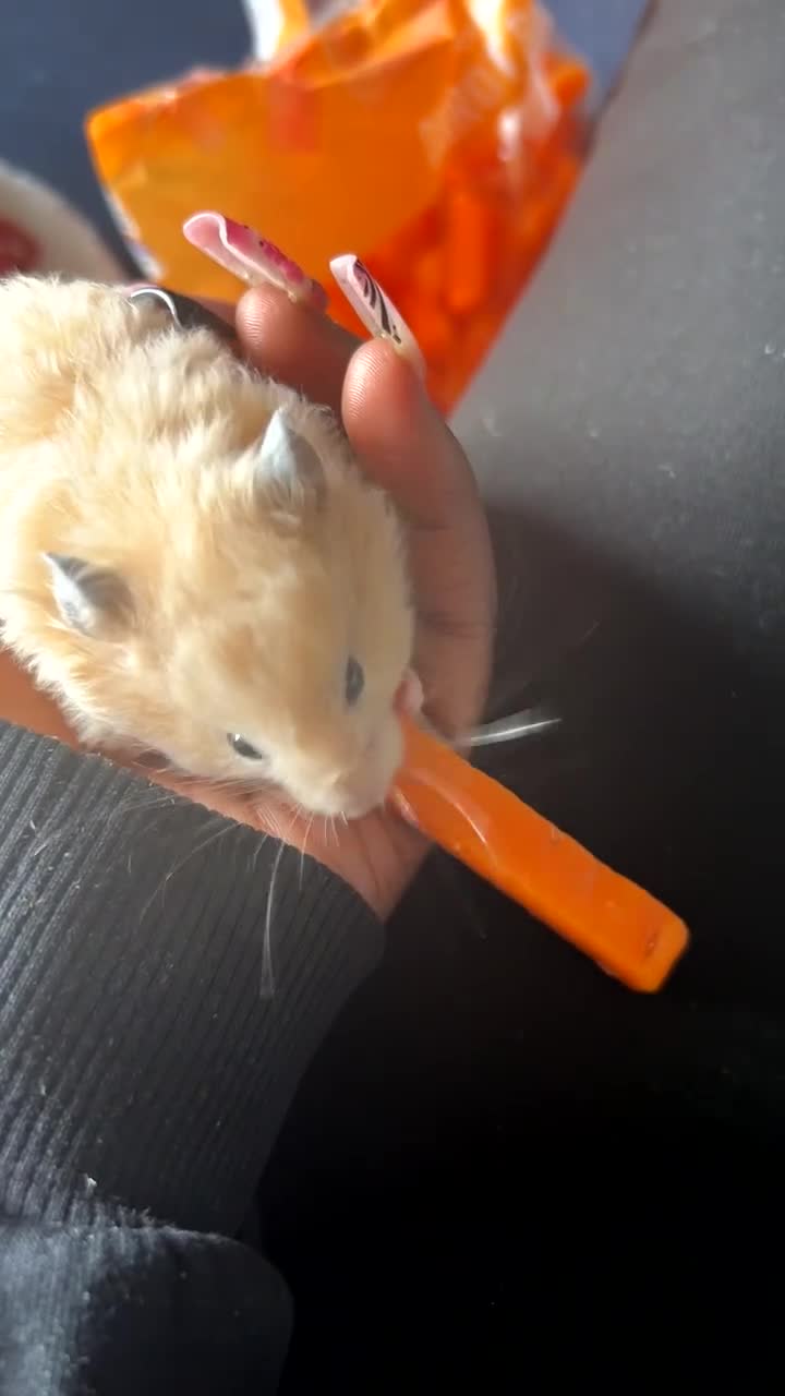 Hamster rodents for sale: Female Syrian hamster  in Bromley - Video 1