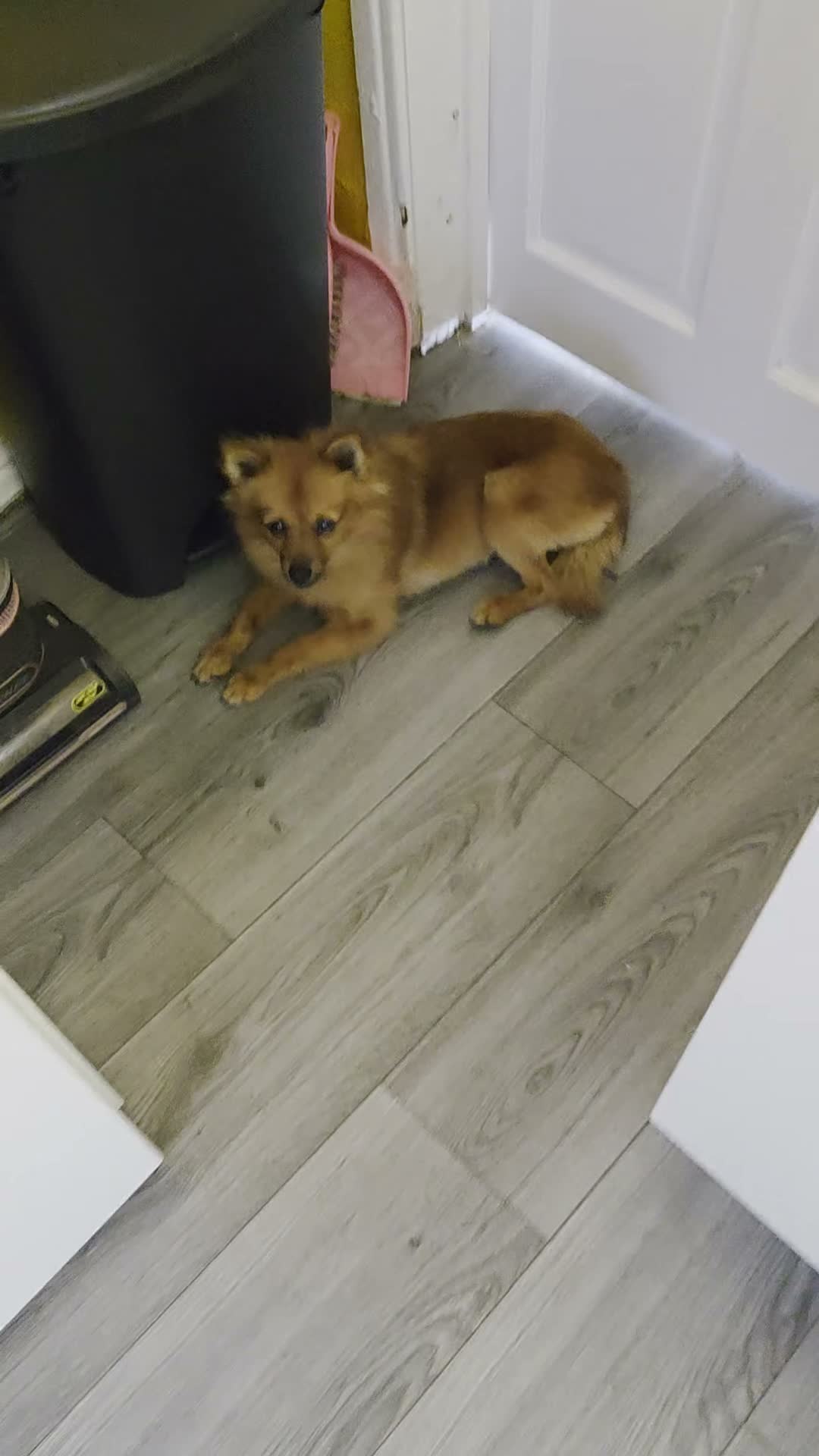 German Spitz dogs for sale: Female German Spitz  - Video 1