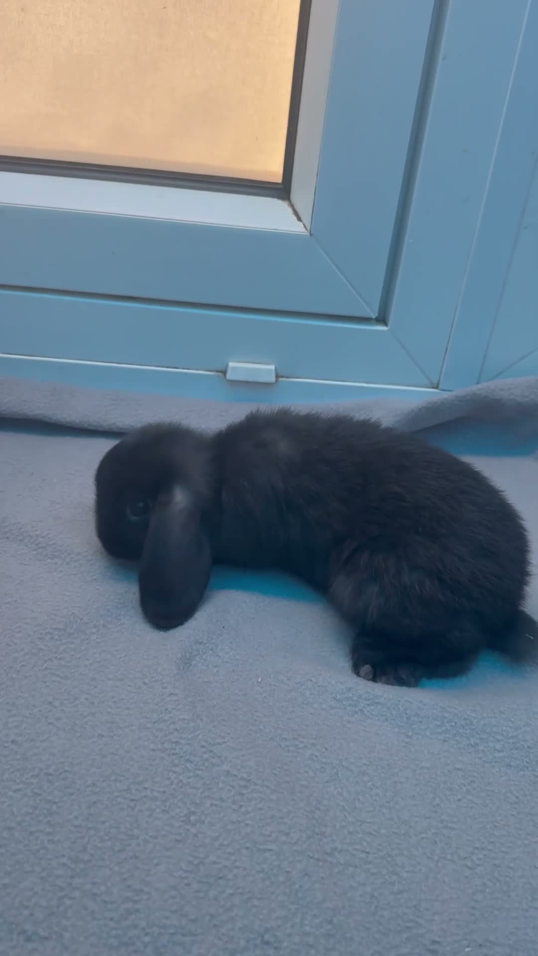 Mini Lop rabbits for sale: Mini loop bunnies  - Video 3