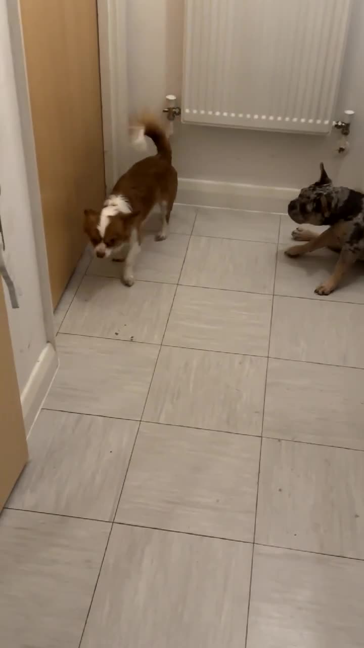 Chihuahua dogs for sale: Chihuahua needs rehoming - Video 2