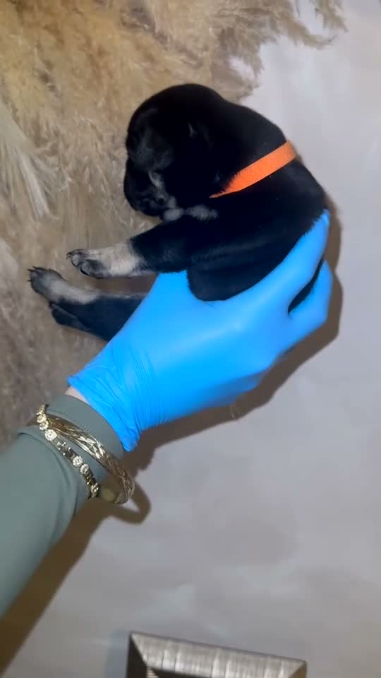 French Bulldog dogs for sale: Beautiful French bulldog puppies for sale  - Video 1
