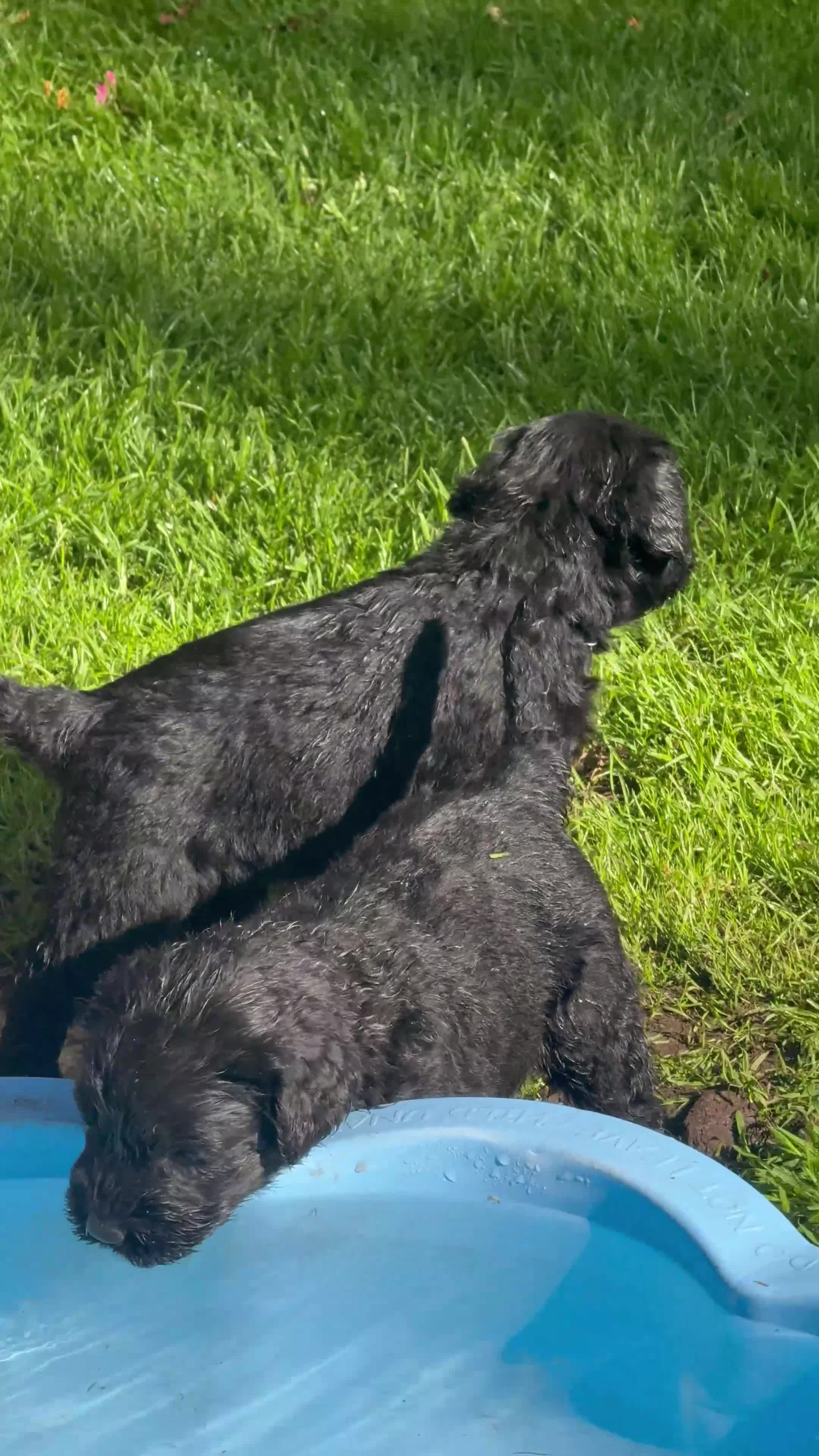 Giant Schnauzer dogs for sale: KC Registered Giant Schnauzer Puppies - Video 1