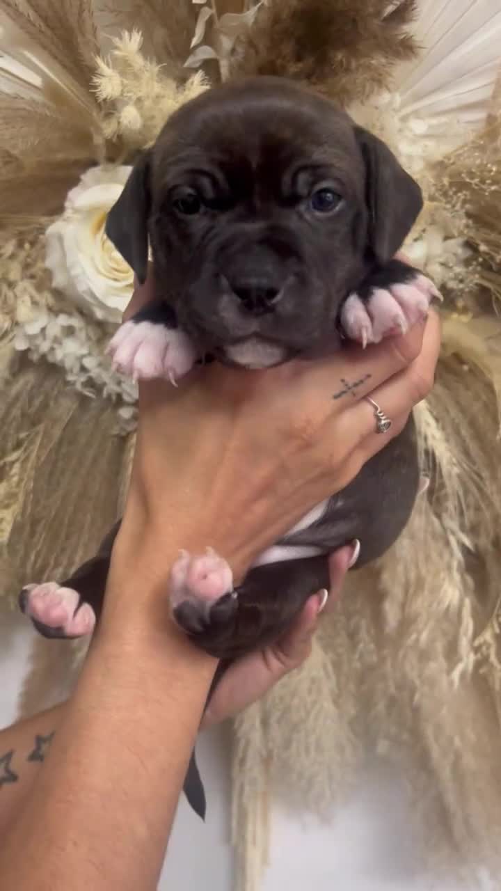 Mixed Breed dogs for sale: 🏡 Staff x American Bulldog Puppies  - Video 2