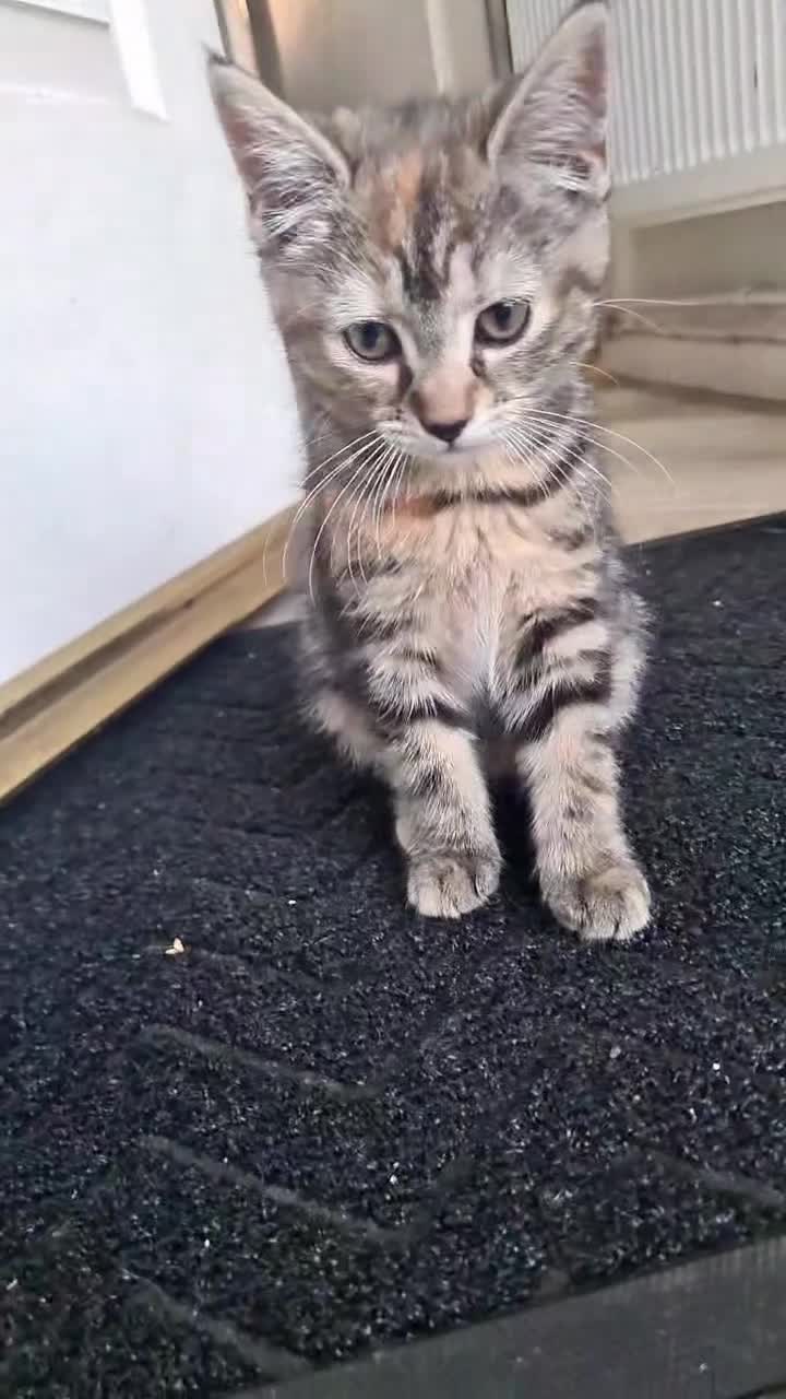 Mixed Breed cats for sale: Mother and two daughters  - Video 2
