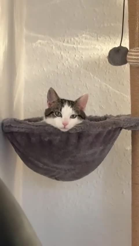 Mixed Breed cats for sale: Rosie - Video 3