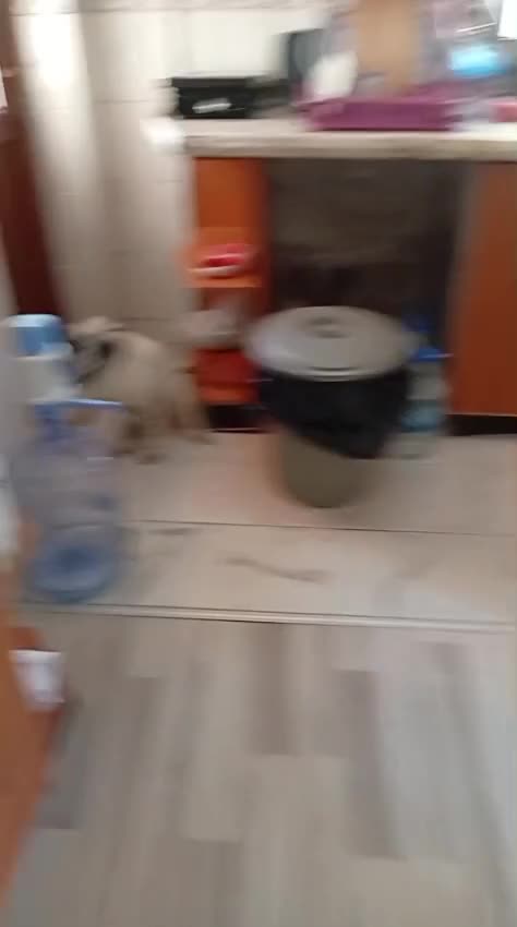 Mixed Breed dogs for adoption: Pascal is ready for his new home - Video 1