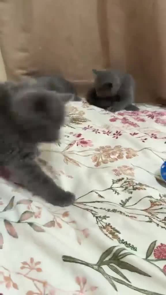British Shorthair cats for sale: Gorgeous British short hair  in London - Video 4