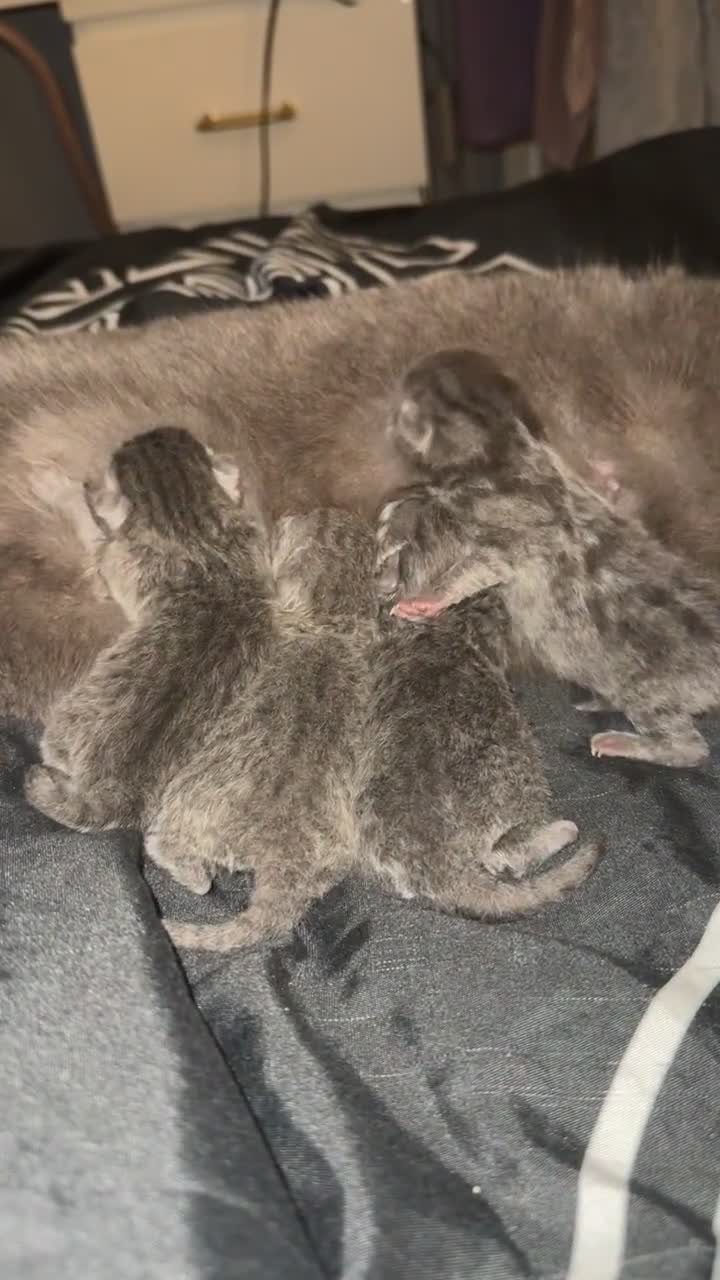 British Shorthair cats for sale: ✨British Shorthair GCCF 5 generation Pedigree✨ - Video 3