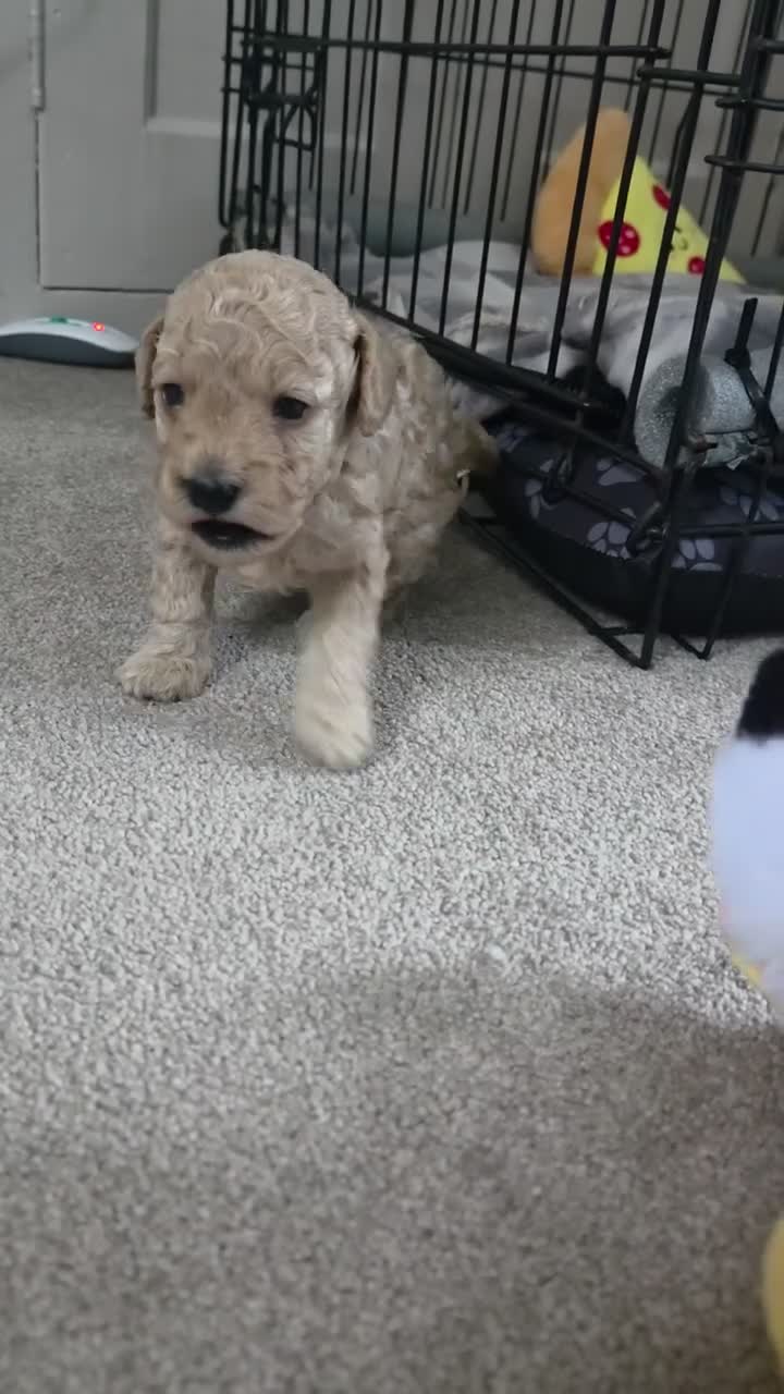 Cavapoochon dogs for sale: Beautiful F1B Toy Cavapoochon Puppies - Video 3