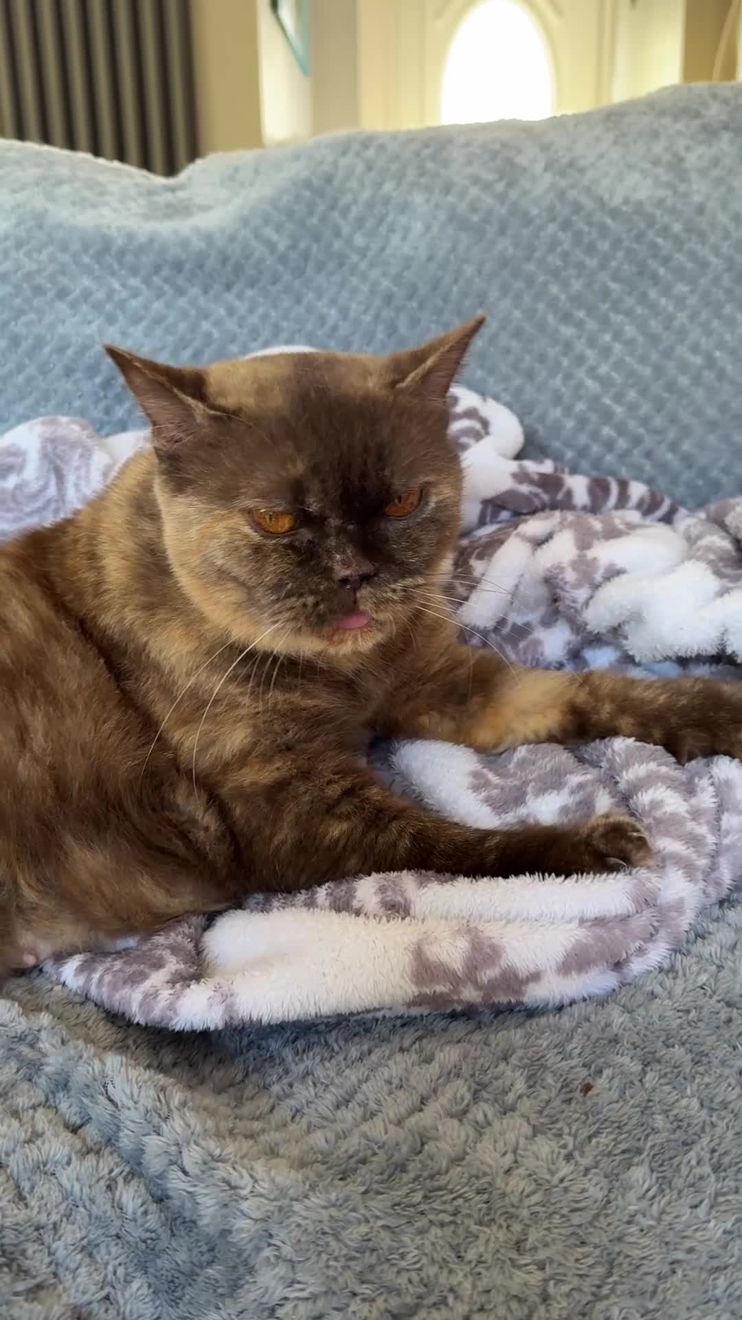 British Shorthair cats for sale: Retired Queen Coco - Video 1